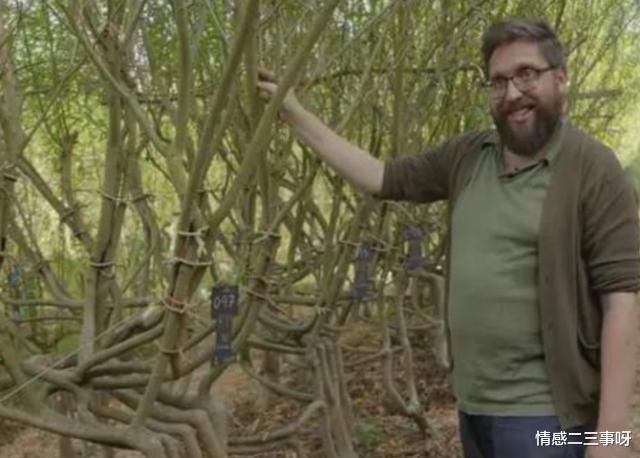 大叔花10年种出400把椅子,一把竟能卖25万,一起来见识下