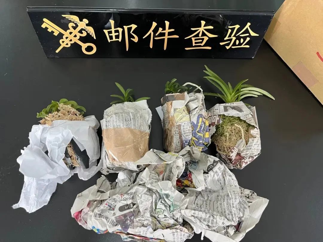 女子带外形奇特“小东西”被扣?官方通报:这是不对的!