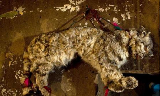 它被认为是世界上最漂亮的猫,却被人类当作祭品,如今已经濒危