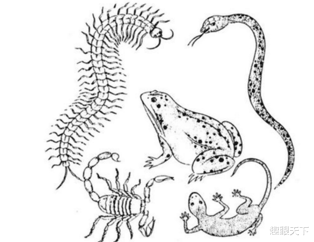 为何公鸡不怕五毒之一的蜈蚣?研究发现,公鸡有一秘密武器,专降蜈蚣