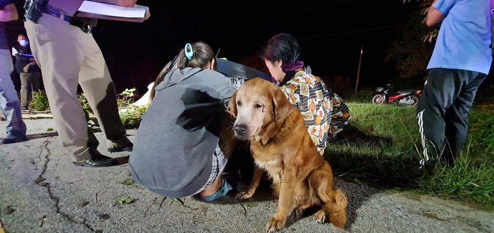 泰国男子车祸身亡 狗狗守在车内不让任何人靠近