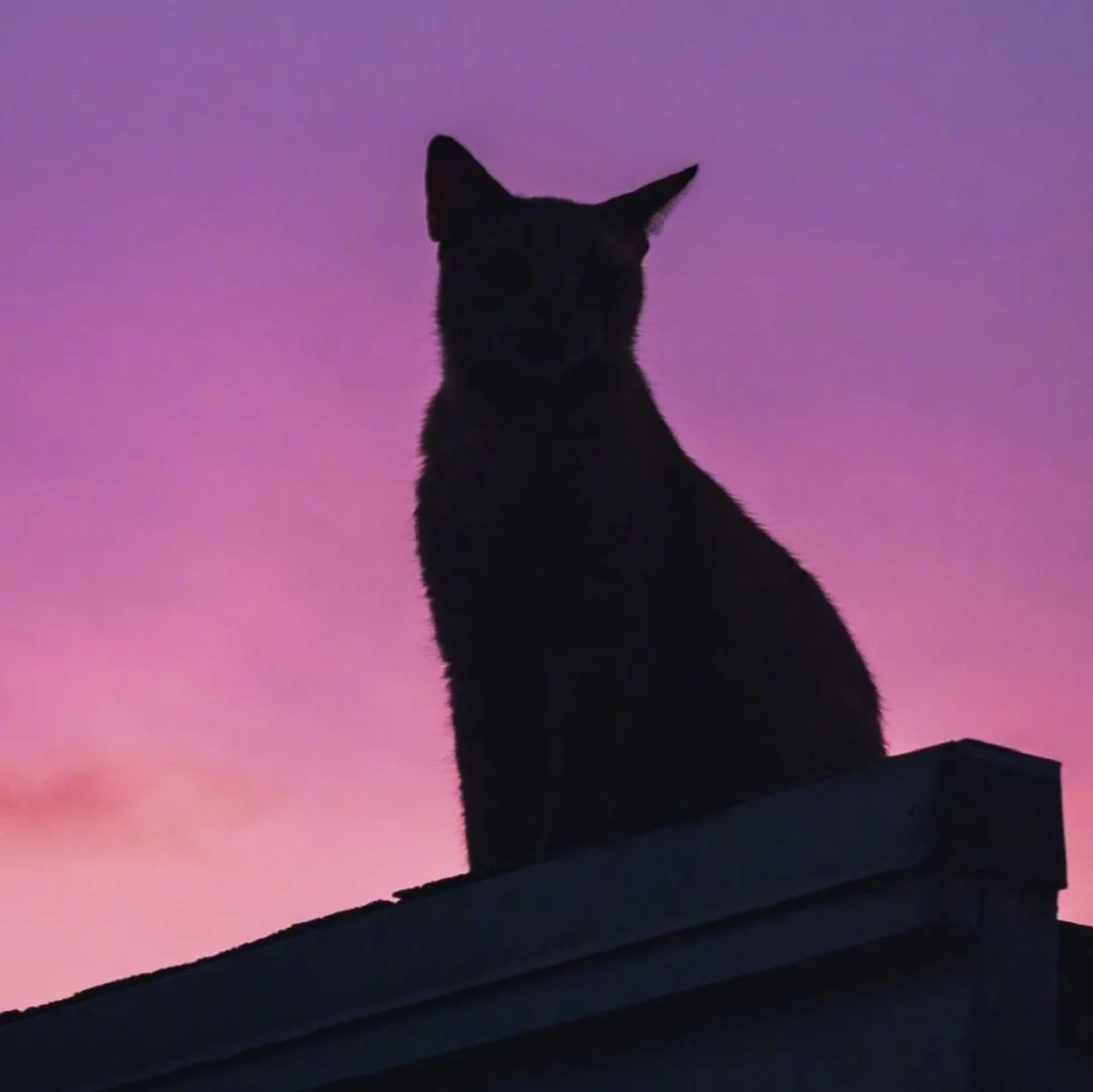 最近很热门的头像