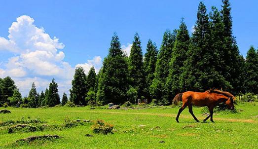 东洛岛|32441公顷！重庆这一公园，位于三峡库区，景色超美，还有一寺庙