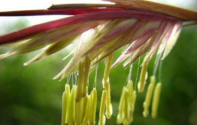 时隔130年的竹子开花,真会带来灾难?科学家:食物过多引发连锁