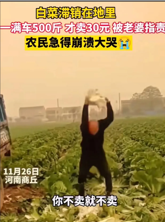 河南商丘,因白菜滞销,大爷一车500斤白菜才卖30元,妻子知道后责怪大爷卖便宜了!