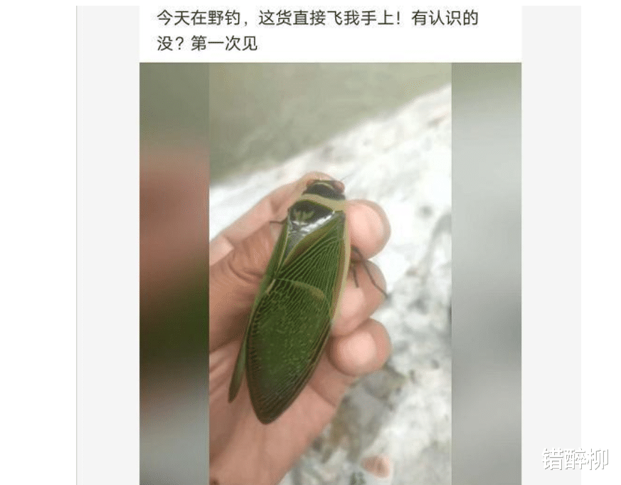 空军|“钓鱼的时候飞到我手上的，第一次见，有知道这是什么的吗？”