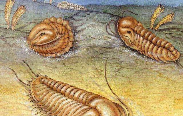 1升10万!生存4亿年的生物被人“疯狂抽血”,我国每年急需20万只