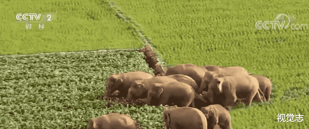 央视春晚|让这群大象走上春晚,是国人17个月的浪漫