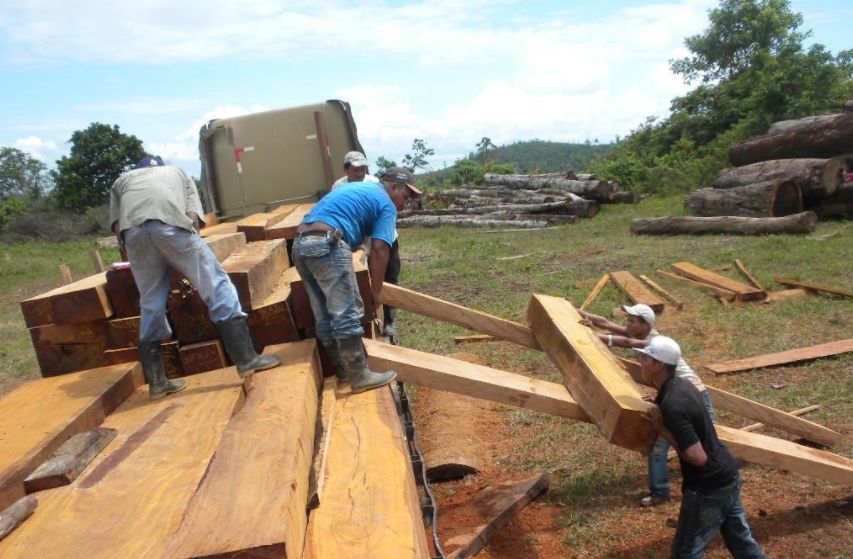 红木|红木市场最热门的8个品种,你知道几个?