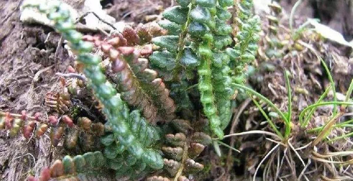 四川小金县海拔4600米处,发现极危植物玉龙蕨,网友:山上经常见