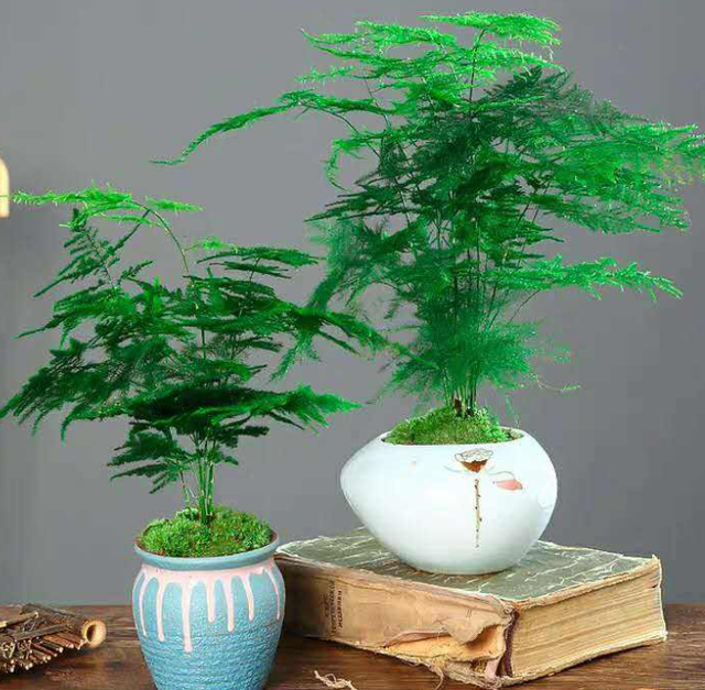 文竹|客厅、书房养文竹,5个技巧,常年绿油油,窜成拔高的“小森林”