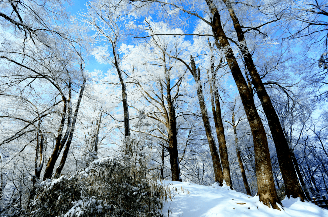 光雾山|冬天的光雾山期待你来！大坝雪场蜕变升级，滑雪嬉雪“华丽变身”