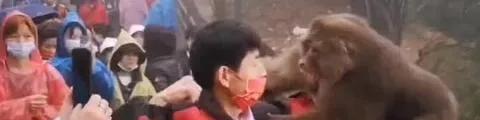 女游客遭猴王抢包,愤怒丈夫护妻心切打断猴王腿,围观者拍手叫好