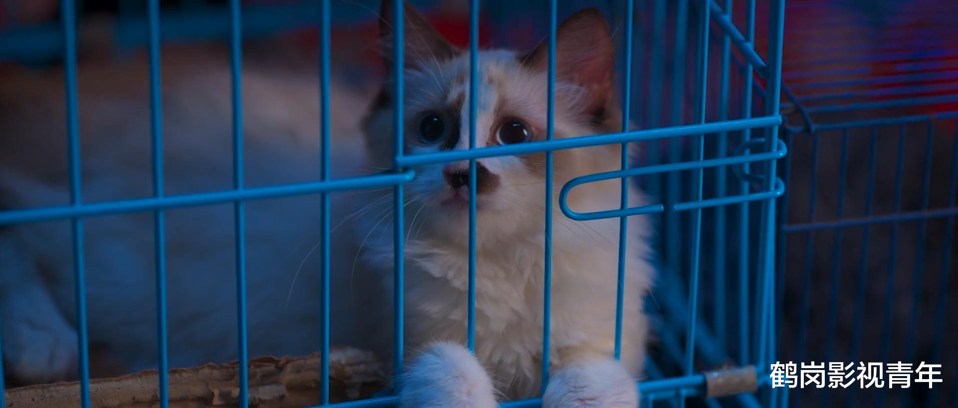 刘涛|《开端》连猫都拍成了隐藏的主角,为什么刘涛却当了“镜子”?