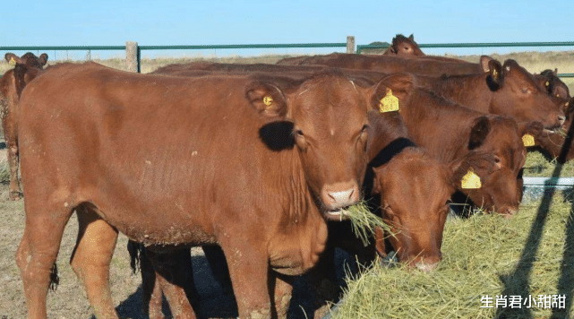 穿衣搭配|运势欠佳也不担心，属牛人想方设法扭转运势，在职场乘风破浪