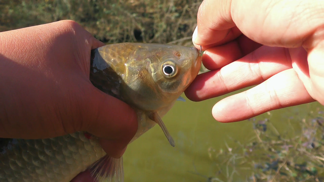 鲫鱼|冬季钓鲫鱼,为什么打窝后需要等一等再钓?切记别忽视发窝时间