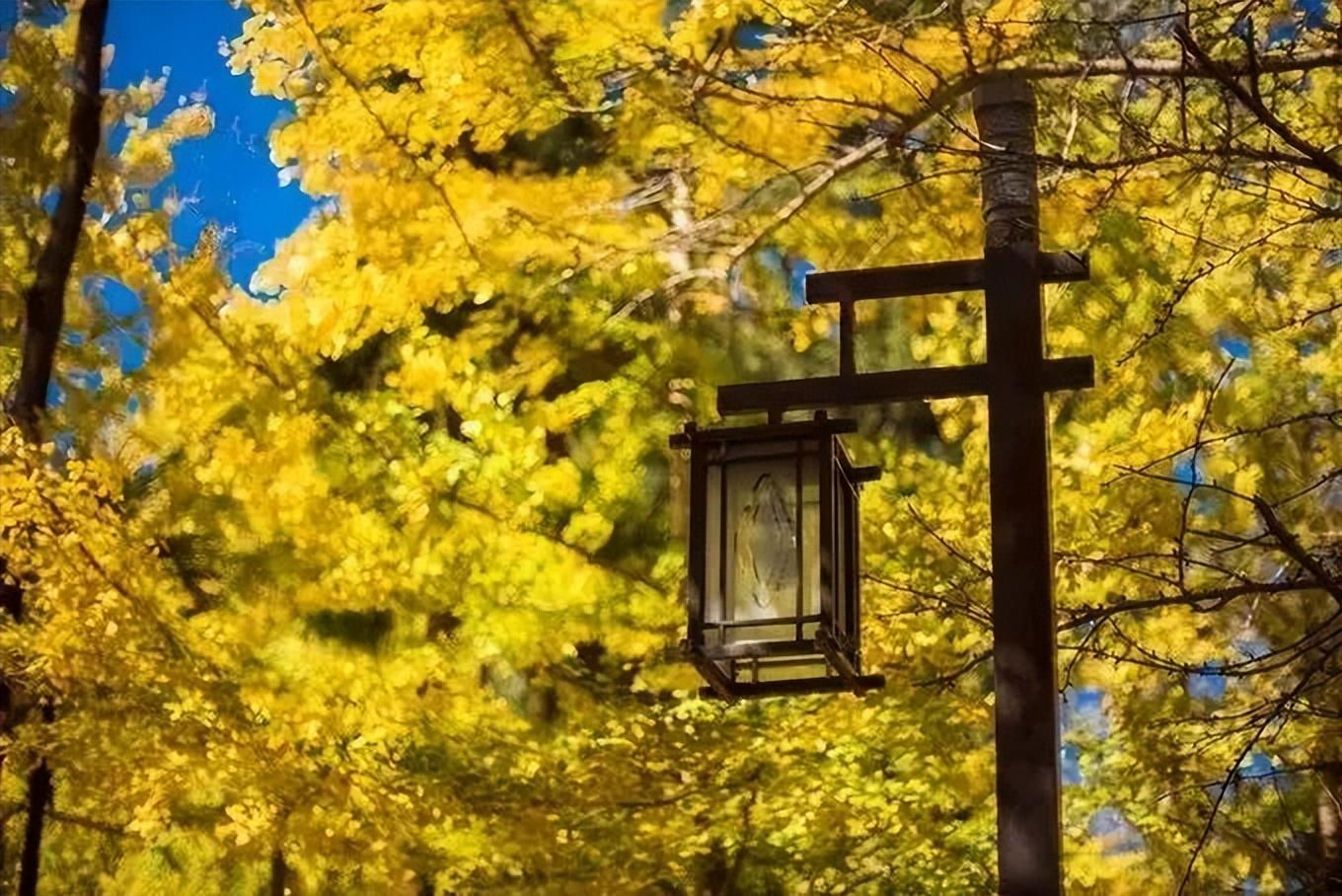 旅行社|这个秋天,你不能错过腾冲银杏村