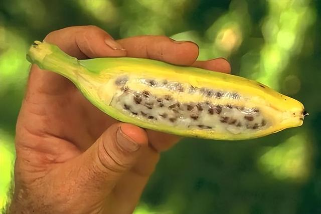 什么是“香蕉瘟疫”?香蕉正迎来灭绝,人类快没得吃了吗?