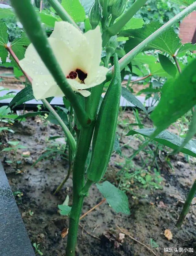 迪丽热巴|恭喜啦!高调晒婚纱照,当军嫂全网祝福!