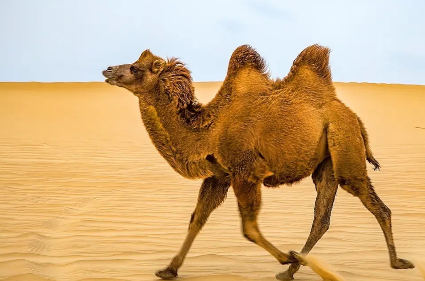 重5吨的大象也会被吃，为什么食肉动物不吃骆驼？它真没天敌吗？