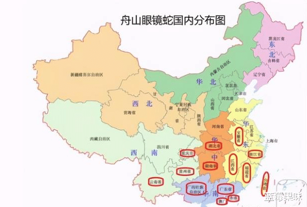 中国十大毒蛇之中华眼镜蛇,性格暴躁凶猛,甚至还会喷射毒液