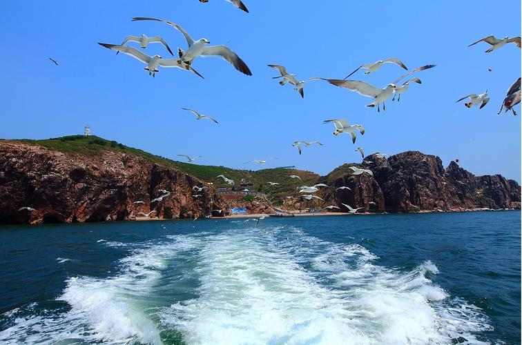 海驴岛|威海海驴岛,鸟儿偏爱的地方,你喜欢吗?