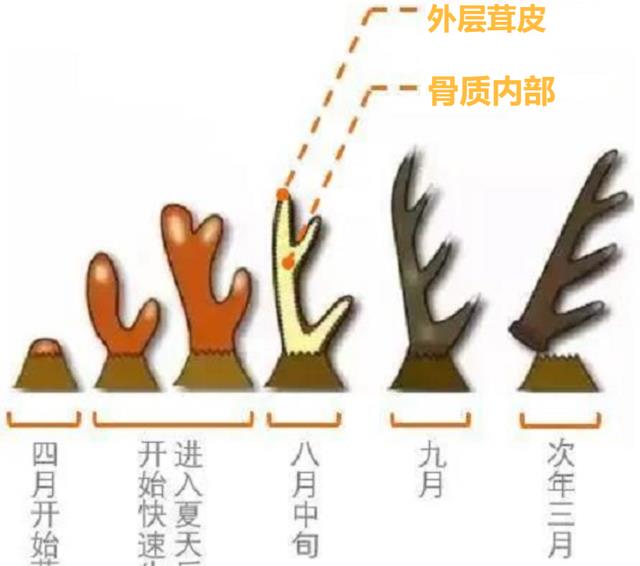 雄鹿带着同伴头颅生存，还有比这更恐怖的吗？盘羊自杀却永不瞑目