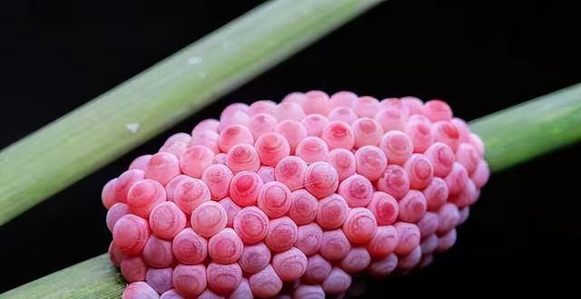 某地出现“粉色桑葚”,看似梦幻貌美,但实则有6000条寄生虫