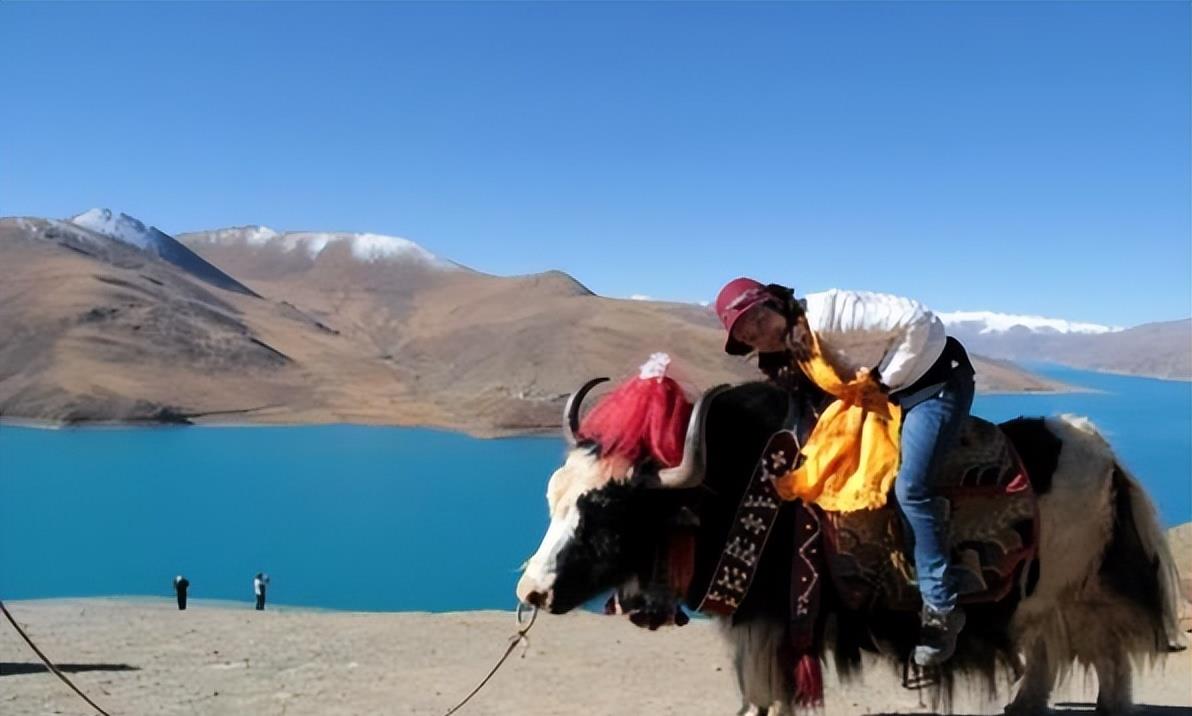 导游|情侣进藏旅游,被导游要求分房睡,原因让女孩瞬间羞红脸