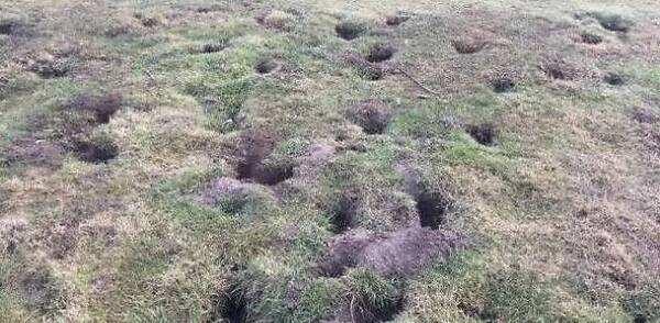 规模已达100亿只，一年生6窝，当地人束手无策，人类完败了