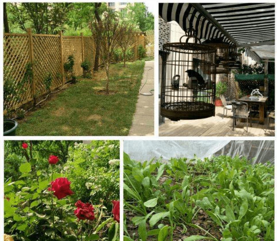 饶敏莉|杨幂爸爸晒出自己的豪宅,院子全部拿来种菜,蔬菜瓜果都自给自足