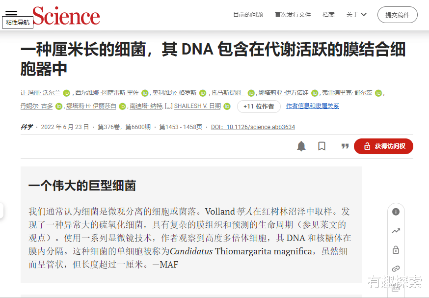 长度超过1厘米!是普通细菌的5000倍,加勒比地区发现厘米级细菌