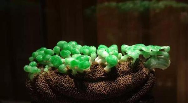 文玩|藏在故宫地下室的奇珍异宝