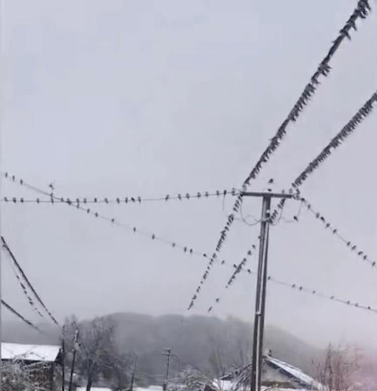 东北一地下雪气温骤降,女子看到一幕壮观景象:它们没来及飞南方