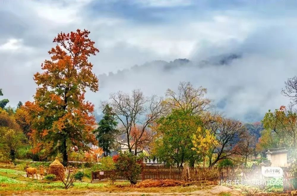 柿子|秋风起，秋色染，雾里乡村——坡山秋景美如画，皖南！
