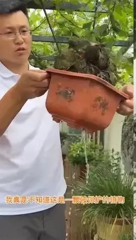山东临沂,小伙花200元买了棵盆栽,没想到摊上了大事!