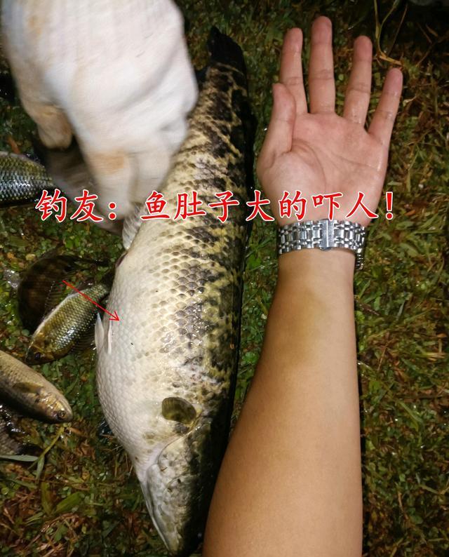 鱼肚|海南男子钓获大肚子黑鱼，鱼肚大的反常，网友建议把鱼埋了