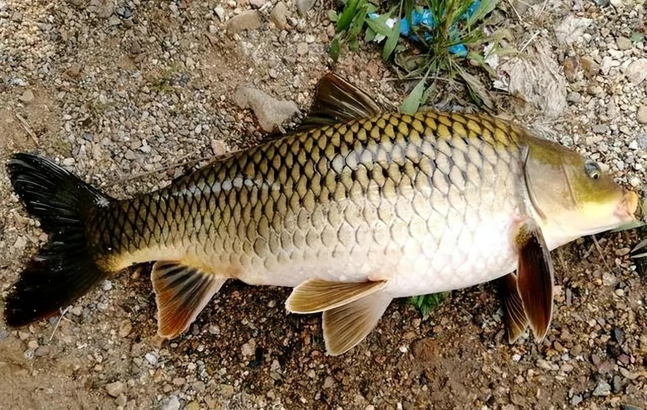 异世轮回录|野钓怎么选鱼钩？老钓鱼人告诉你，用这3种鱼钩错不了