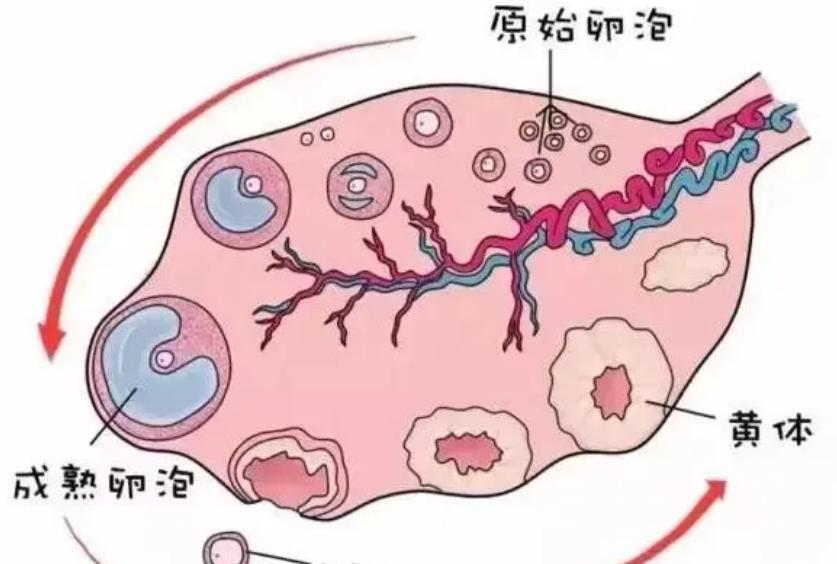 为什么人类不像其他动物一样,有固定的“发情期”?