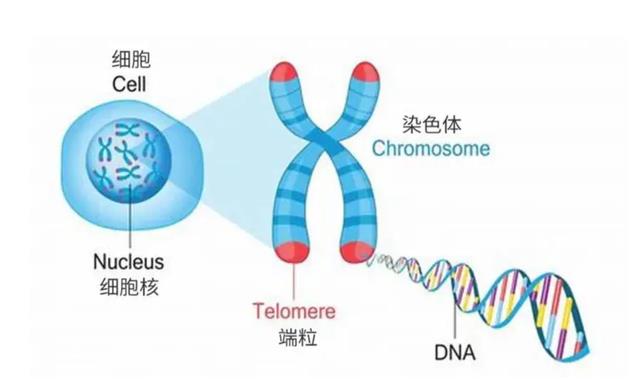 还想再活五百年?不,你的基因不希望你活得那么久