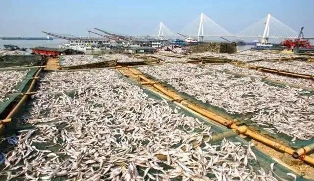 长江白鲟正式被认定为灭绝,这到底是不是人类的“锅”?
