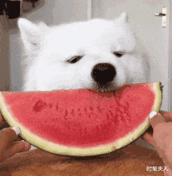 张杰|张杰和谢娜的瓜，我现在才吃透