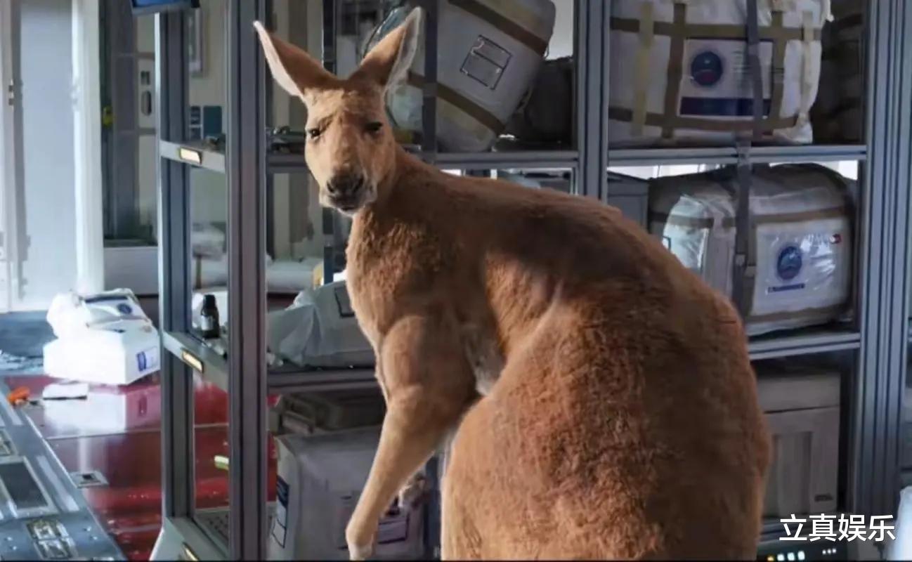 独行月球|电影《独行月球》将继续延期公映至10月底 票房已破30亿将继续吸金