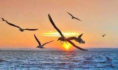 许敏|不想成为别人的爪牙，某果退出28，网友：老杜没给她捐米导致心寒