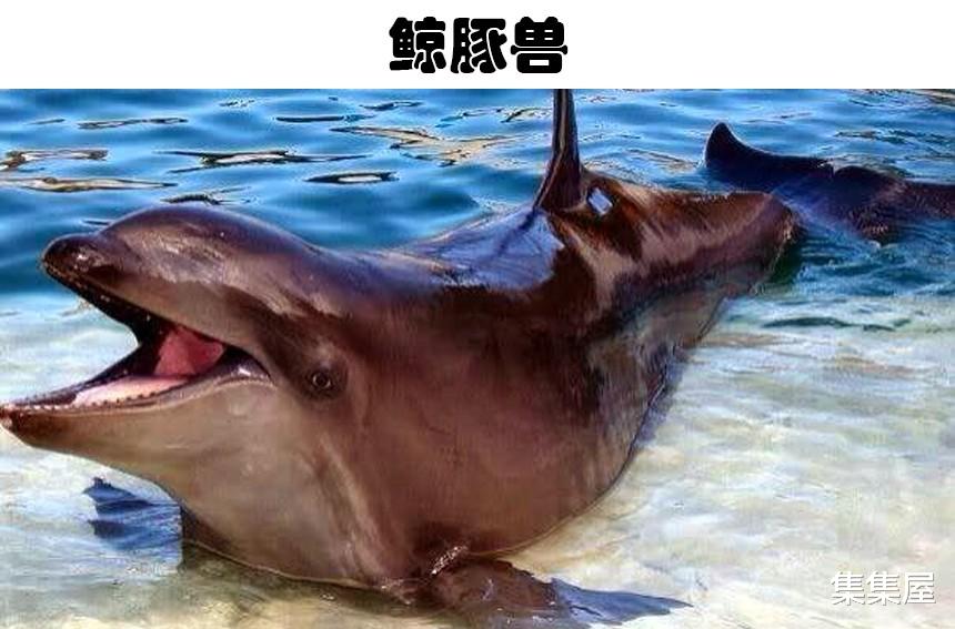 在这个世界上,真实存在着的5种奇怪的杂交动物