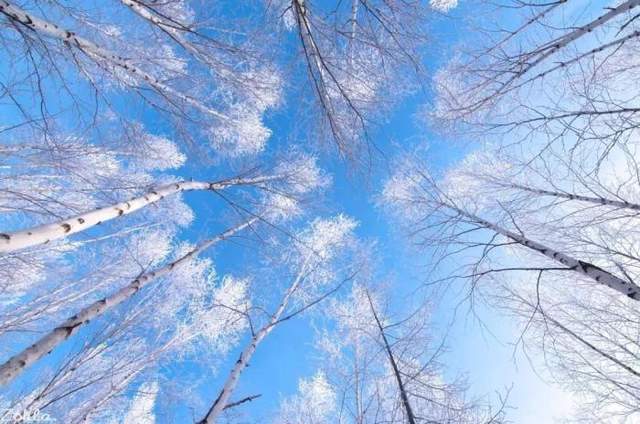 巴尔韦德|中国最北的“雪国”，藏着冬天最美好的向往