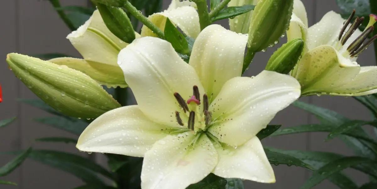 世界上有没有黑花植物?为什么?
