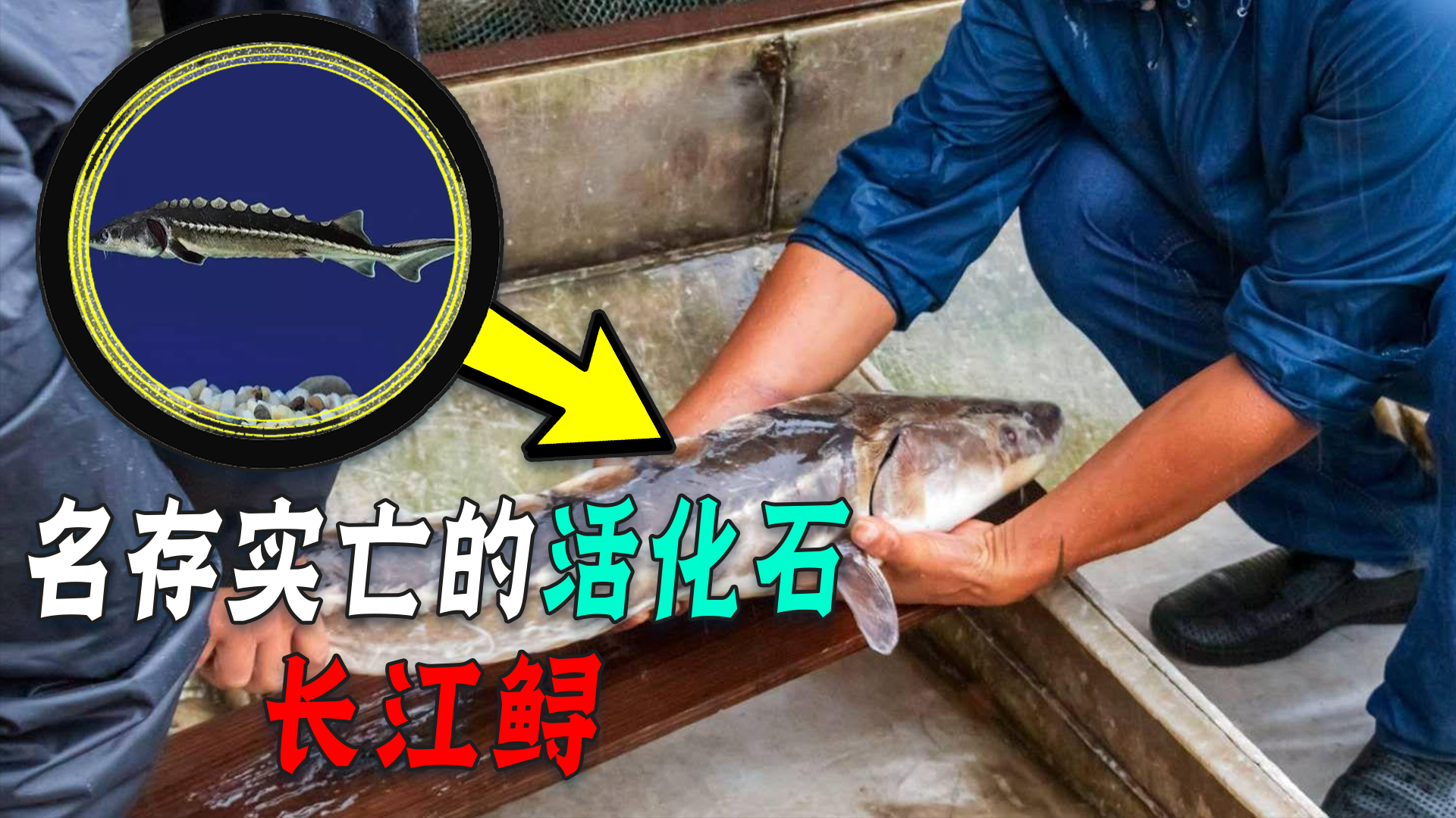 被宣布灭绝的长江鲟：为啥会在偷猎者家里被发现？还吃三条养三条
