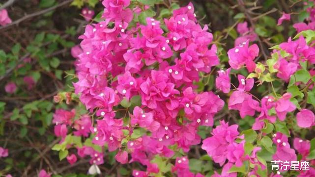 金牛座|乐于助人,品德优良,以德服人的几个星座