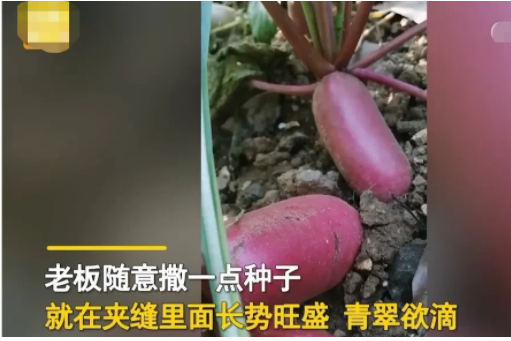 安徽六安,一名女子散步累了坐在路边台阶上休息,无意间看到台阶下面的夹缝里长着一排小绿菜